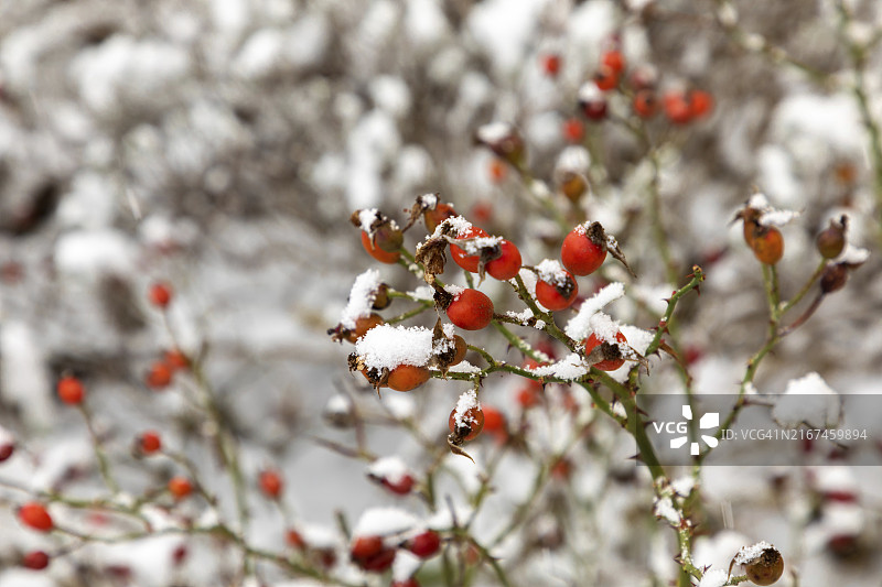 雪中的红色浆果图片素材
