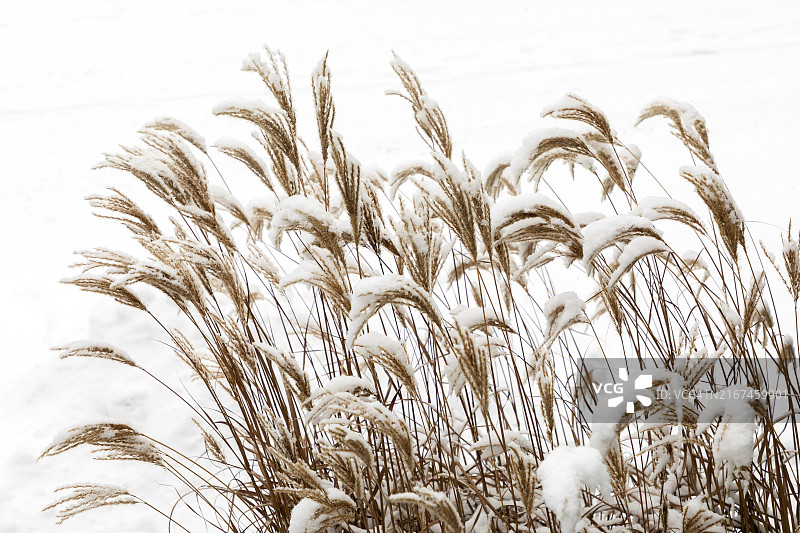 雪中的冬季芦苇图片素材