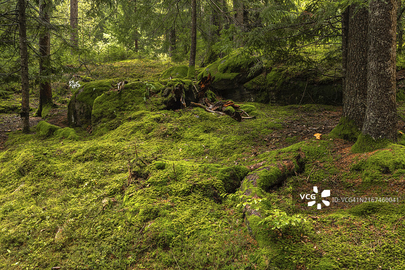 梅兰附近哈夫灵的森林，南蒂罗尔图片素材