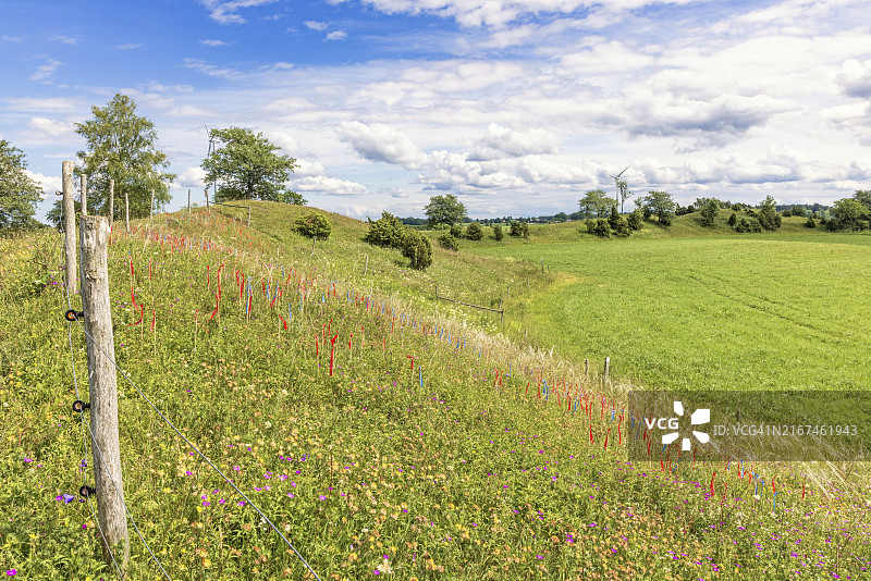 阳光明媚的夏日乡村景观：羽毛草自然保护区，瑞典法尔雪平图片素材