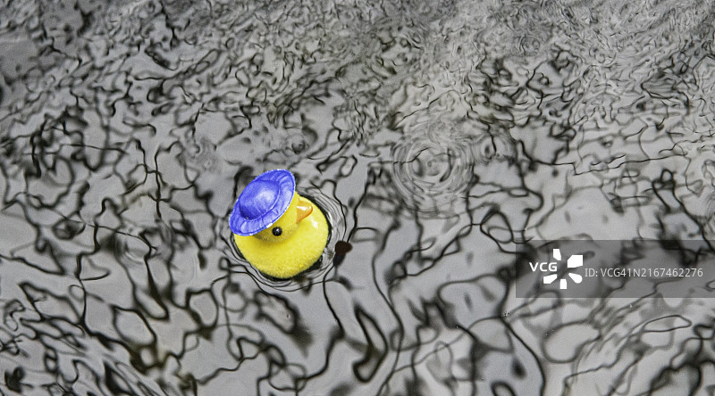 戴蓝色帽子的黄色塑料鸭子图片素材