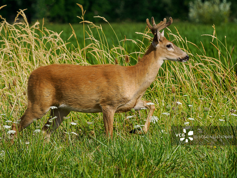 在华盛顿州田野中行走的雄鹿图片素材