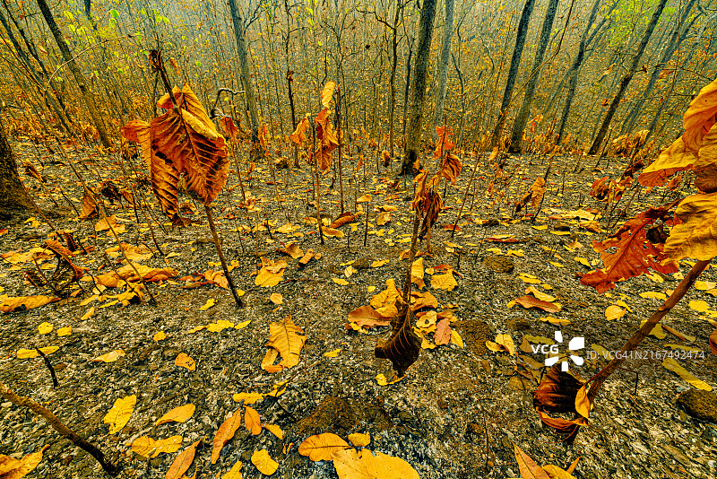 泰国夜丰颂府柚木林火灾后的绿叶与灰烬图片素材
