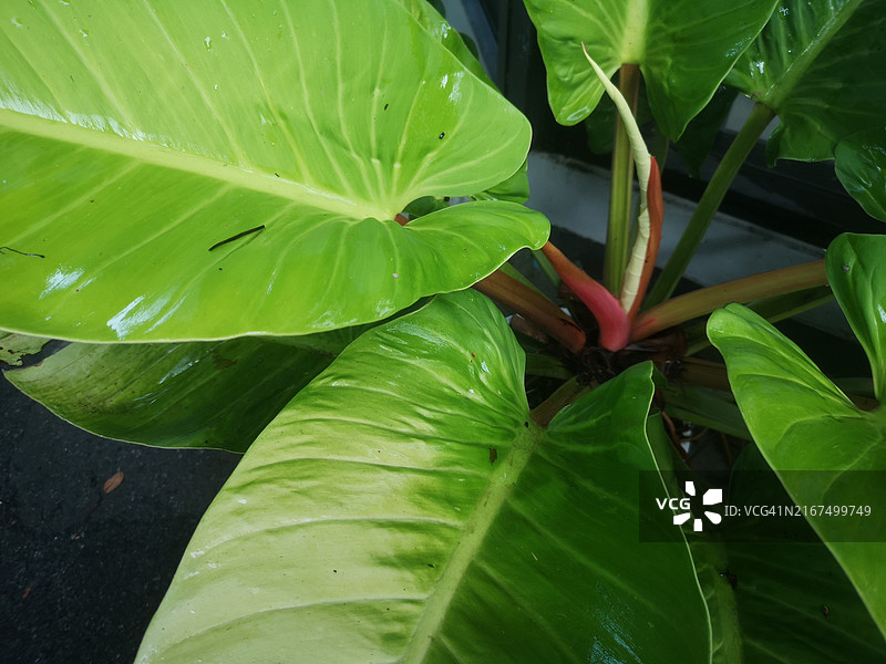 种植树木图片素材