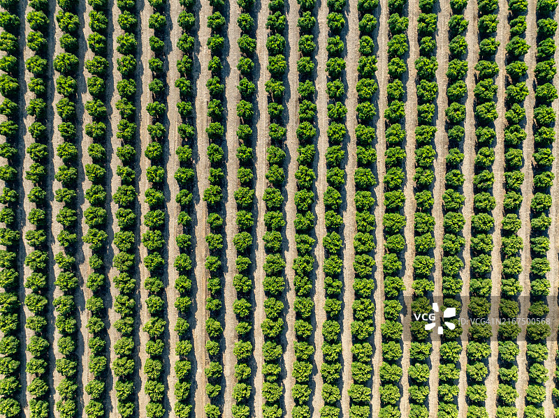 美国加利福尼亚州莱蒙湾CA-198号公路塞拉公路场景航拍图片素材