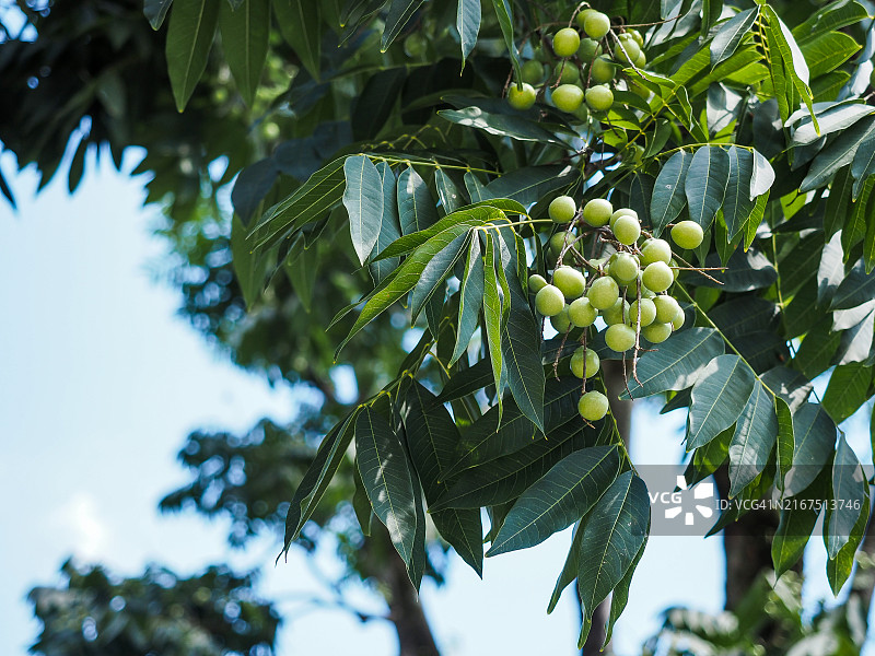 印度无患子图片素材