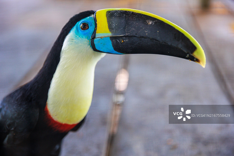 来自秘鲁丛林的巨嘴鸟图片素材