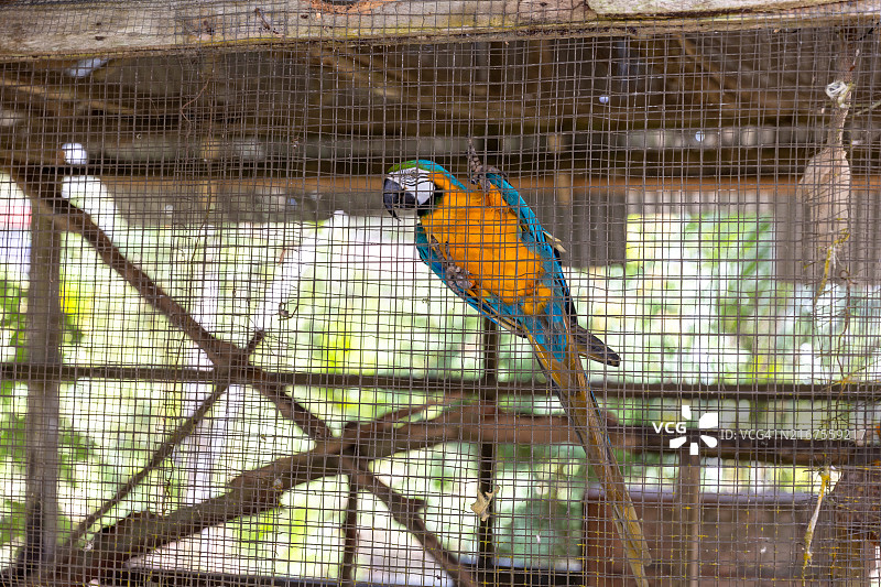 栖息在栅栏上的金刚鹦鹉图片素材