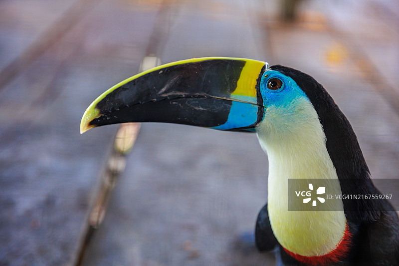 来自秘鲁丛林的巨嘴鸟图片素材