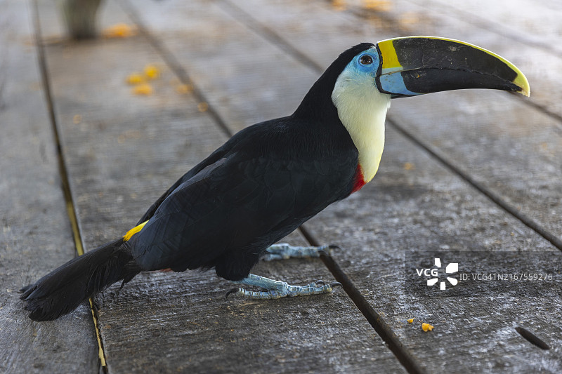 来自秘鲁丛林的巨嘴鸟图片素材