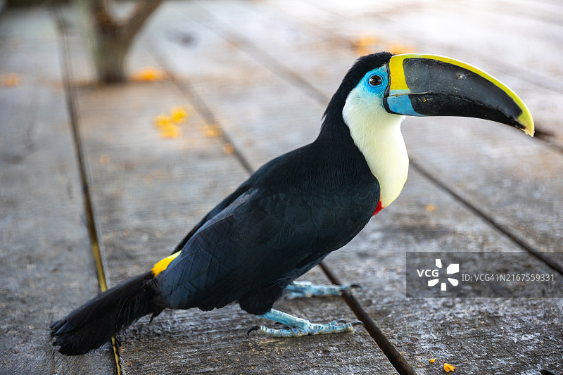 来自秘鲁丛林的巨嘴鸟图片素材