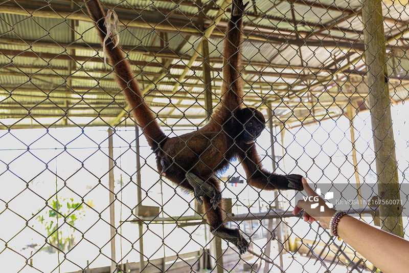 秘鲁丛林动物救助中心的猴子图片素材