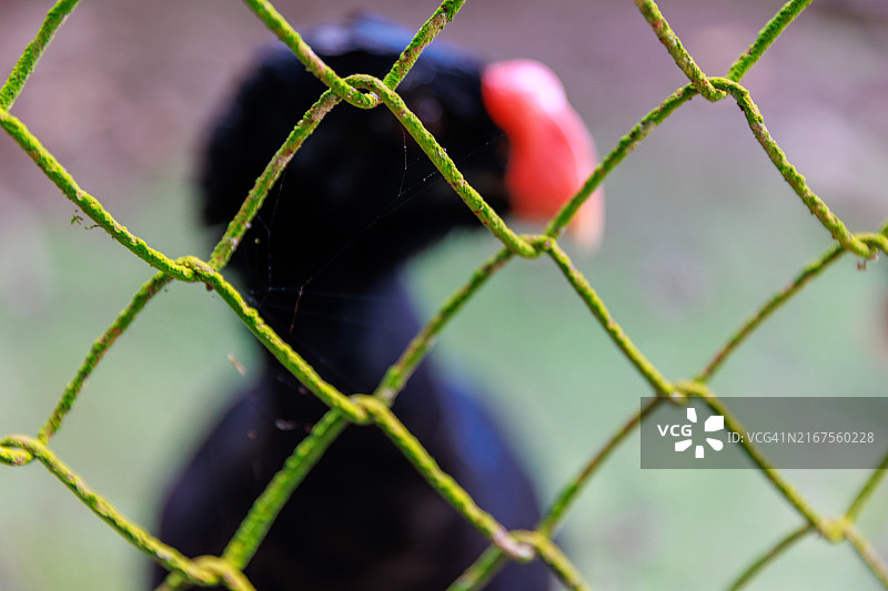 亚马逊冠雉图片素材