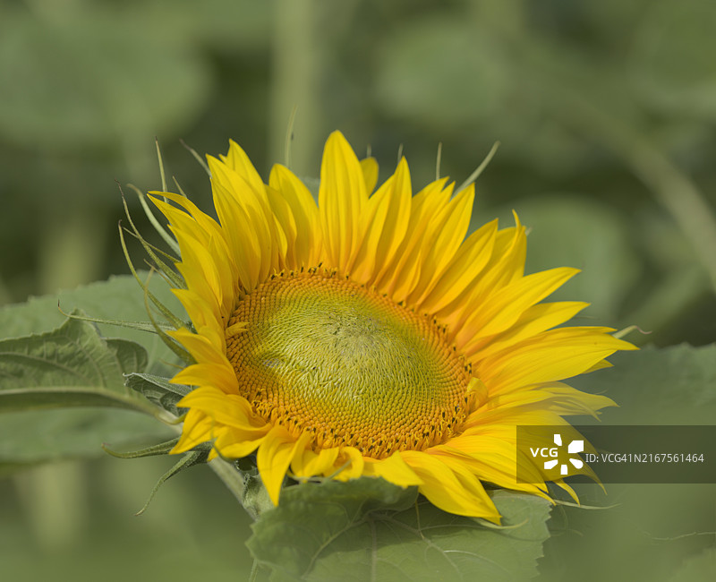 向日葵特写图片素材