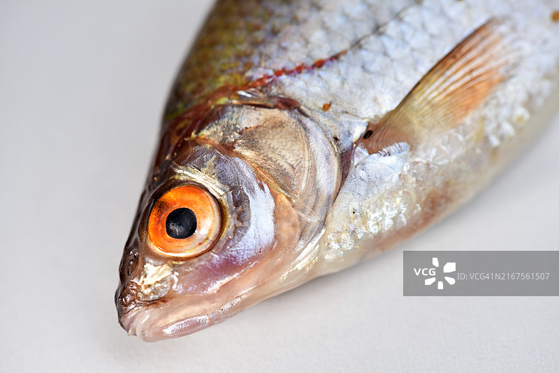 白色背景下的淡水鱼特写图片素材