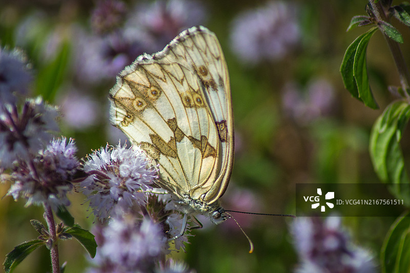 蝴蝶在紫色花朵上的特写图片素材