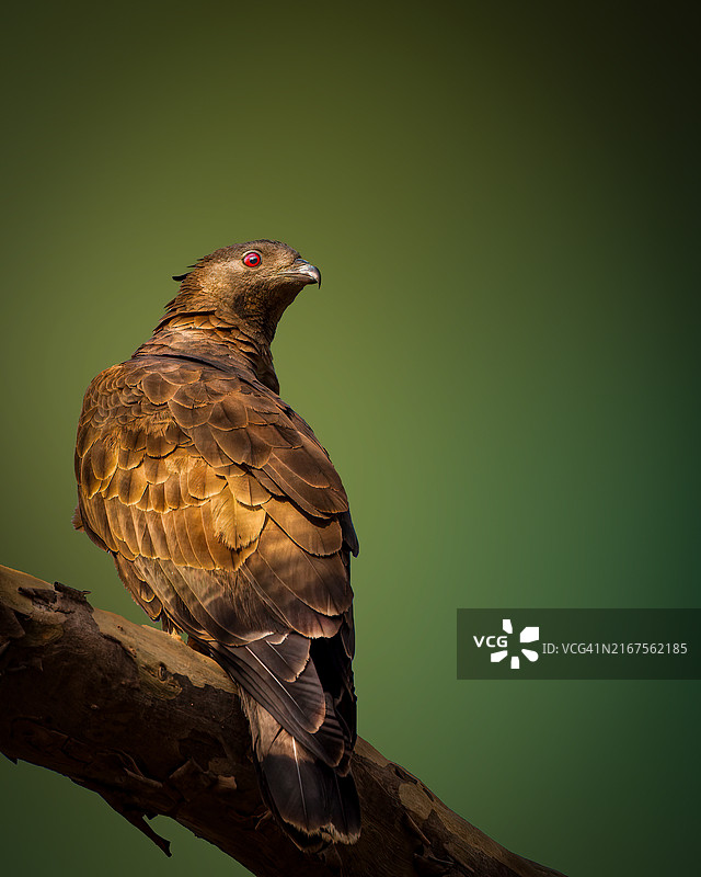猛禽雄鹰栖息在树枝上的特写图片素材