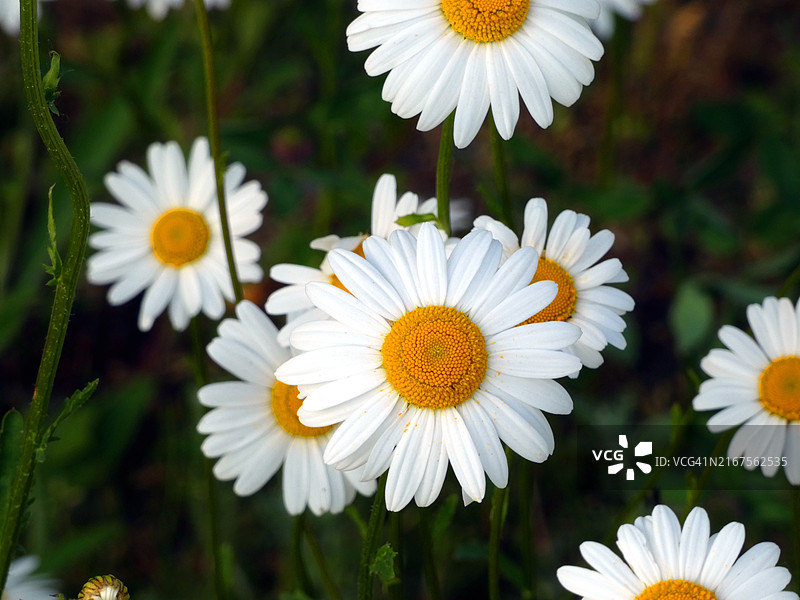 德国哈弗尔贝格营地附近的玛格丽特滨菊图片素材