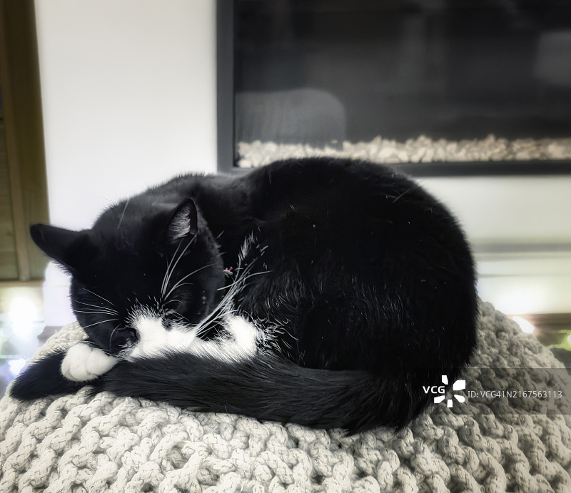 睡觉的猫图片素材