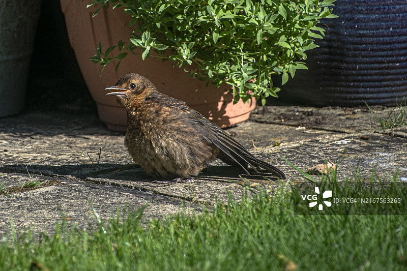 小黑鸟图片素材