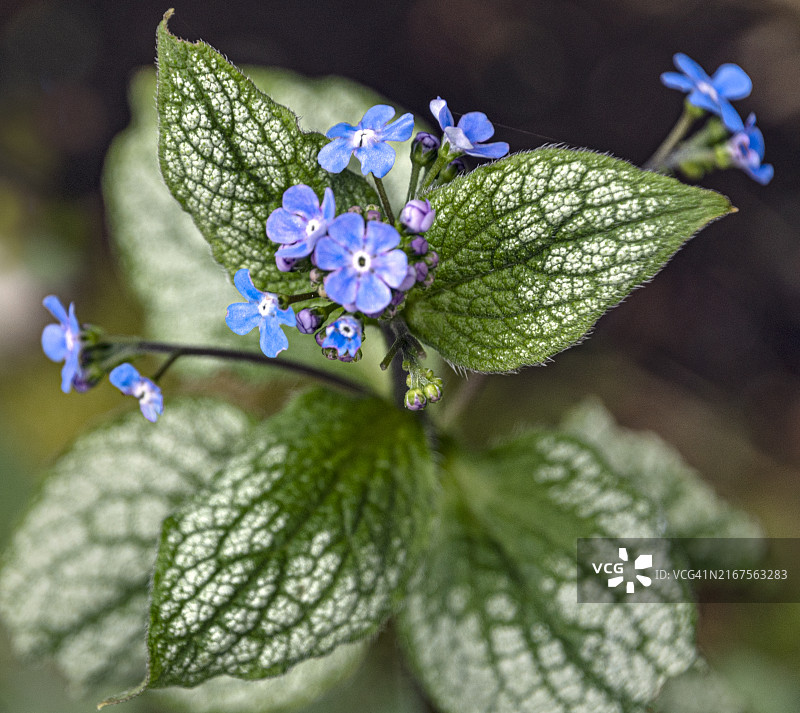 杰克·弗罗斯特大叶布鲁纳花，西伯利亚报春花图片素材