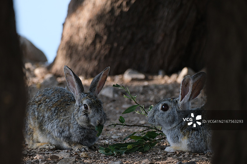 土耳其凡城兔子特写图片素材