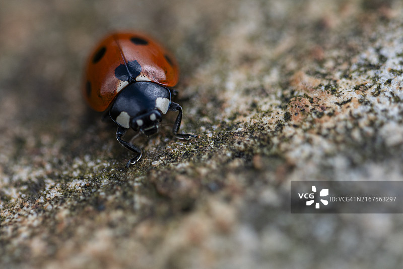 五点瓢虫图片素材