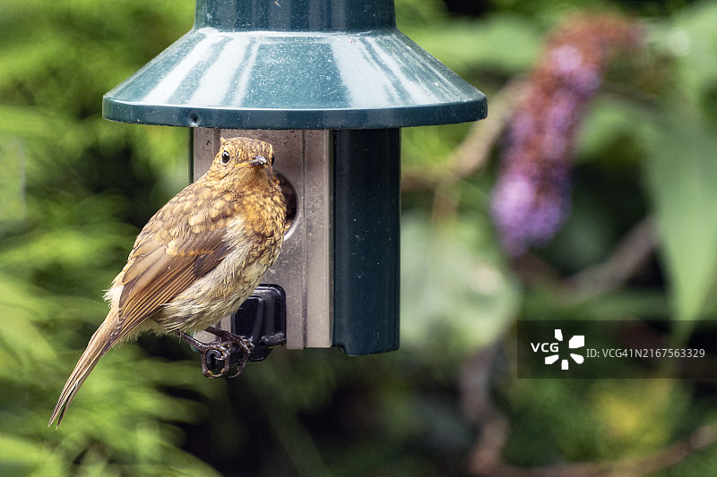 知更鸟幼鸟图片素材