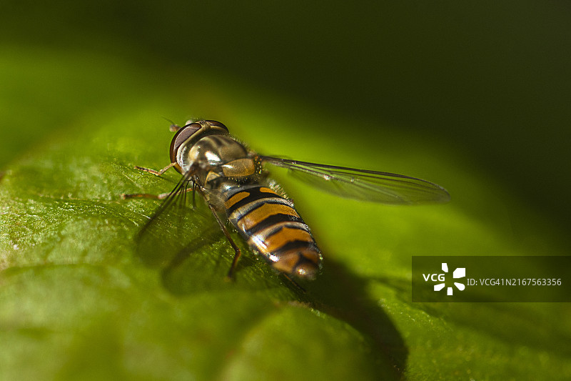 柑橘凤头蝇图片素材