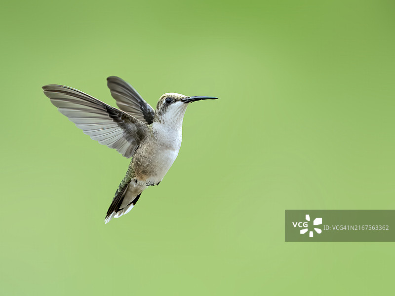 飞行中的雌性红喉蜂鸟-美国俄亥俄州都柏林图片素材