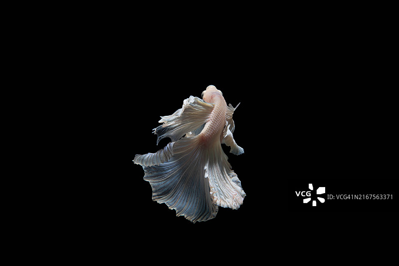 曼谷暹罗斗鱼肖像图片素材