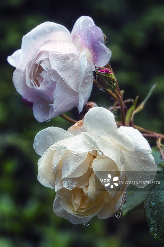 玫瑰上的雨滴图片素材