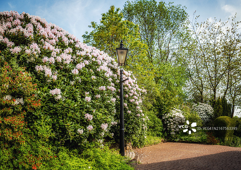 杜鹃花图片素材
