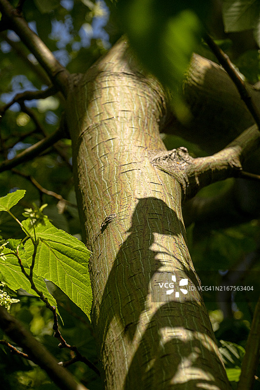 蛇皮枫树图片素材