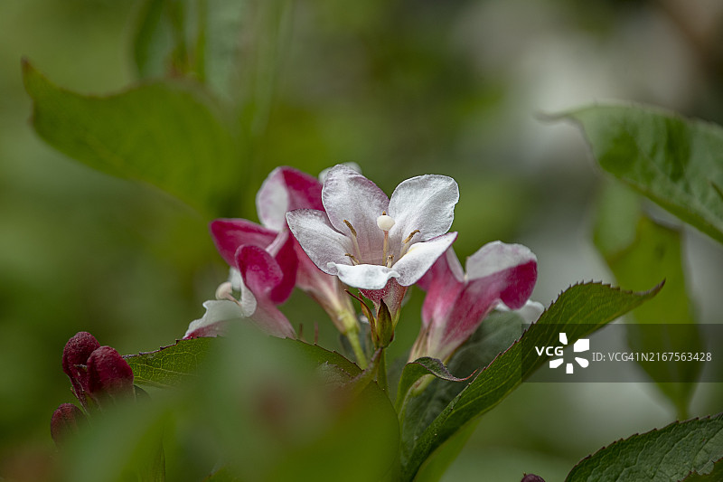 锦带花图片素材