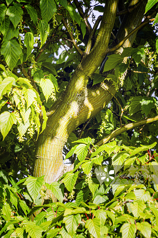 蛇皮枫树图片素材