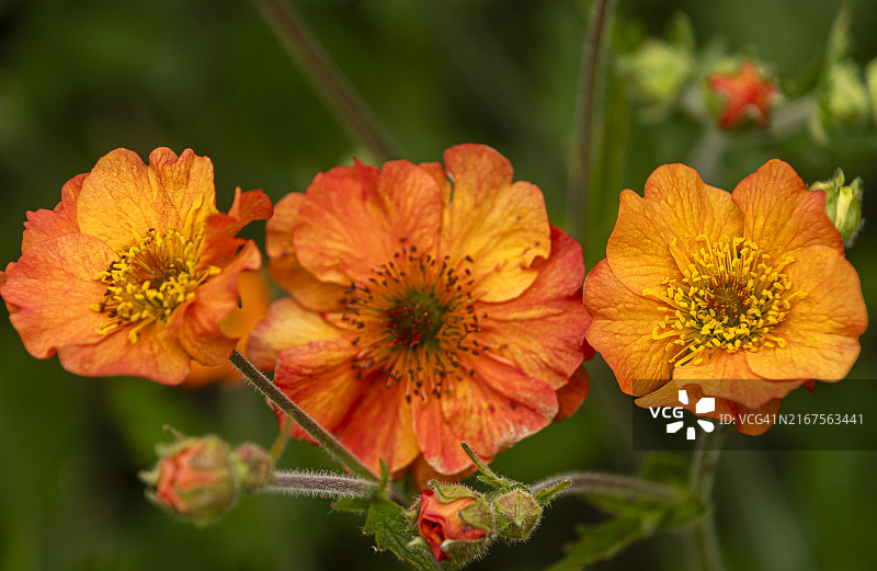 橘色金花菜图片素材