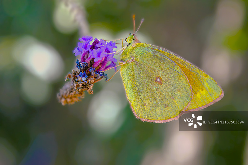 蝴蝶在紫色花朵上的特写图片素材