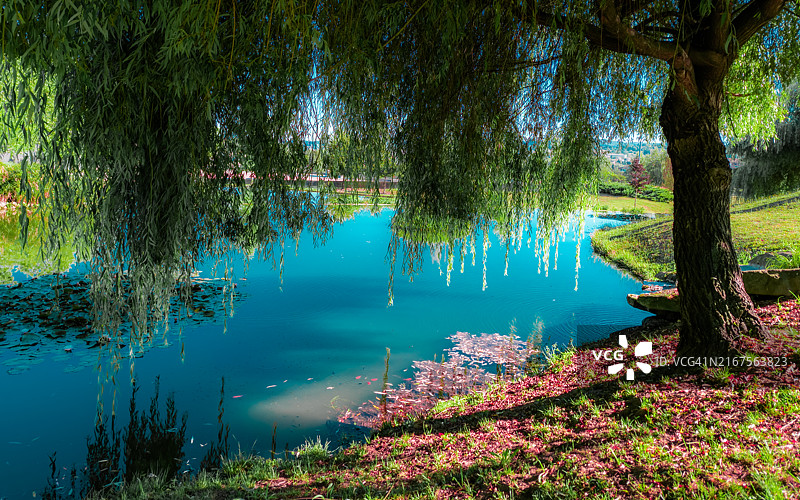 森林中的湖景图片素材