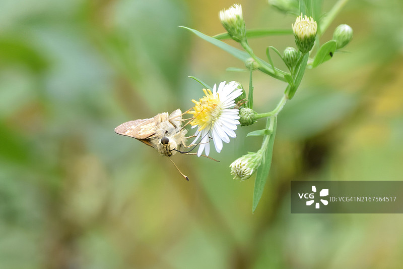 花上的昆虫特写，美国图片素材