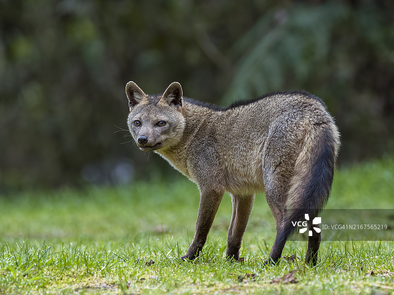 站立在田野上灰狐的肖像图片素材