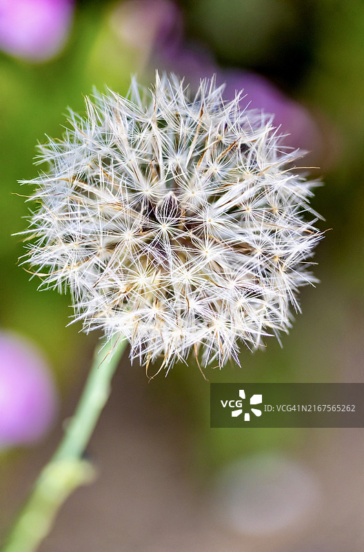 澳大利亚西澳大利亚珀斯的蒲公英花朵特写图片素材
