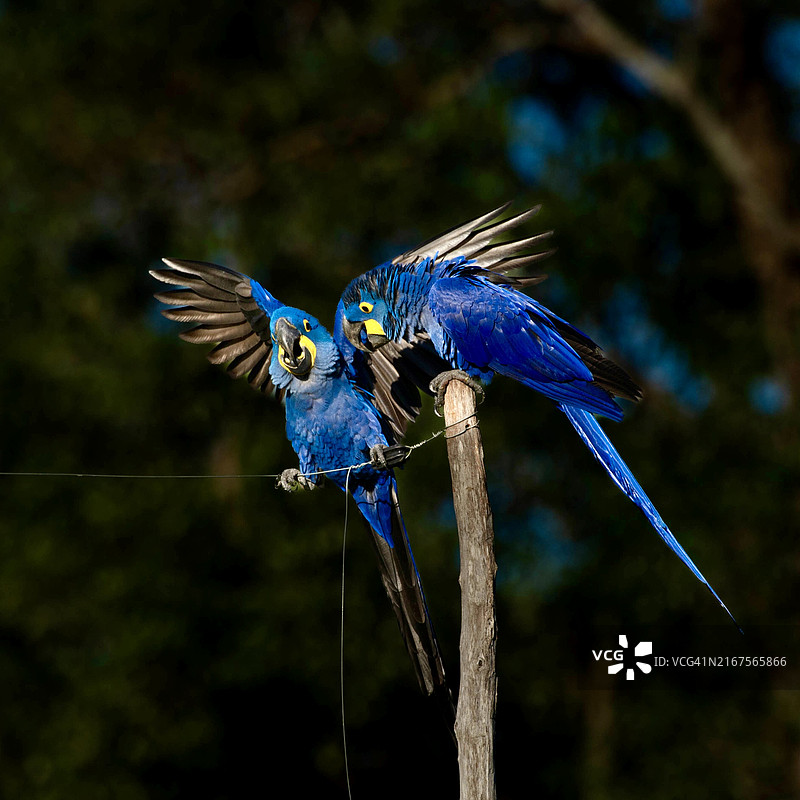 巴西蒙大拿州栖息在树枝上的鸟类特写图片素材