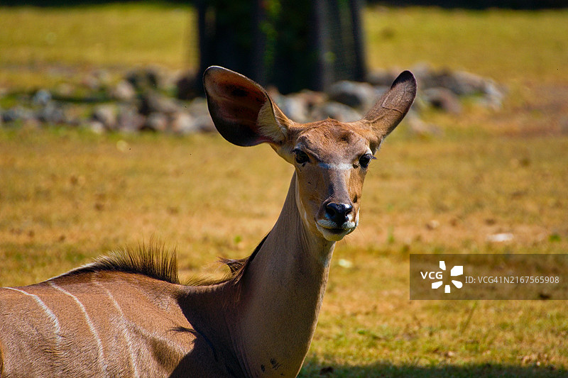 原野上的鹿图片素材
