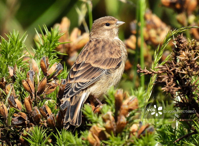 栖息在植物上的鸣雀特写图片素材