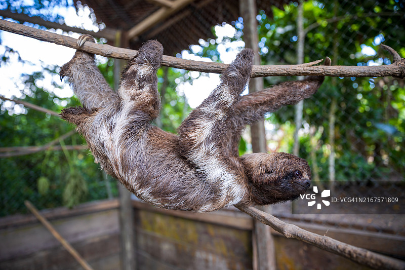 秘鲁丛林懒熊图片素材