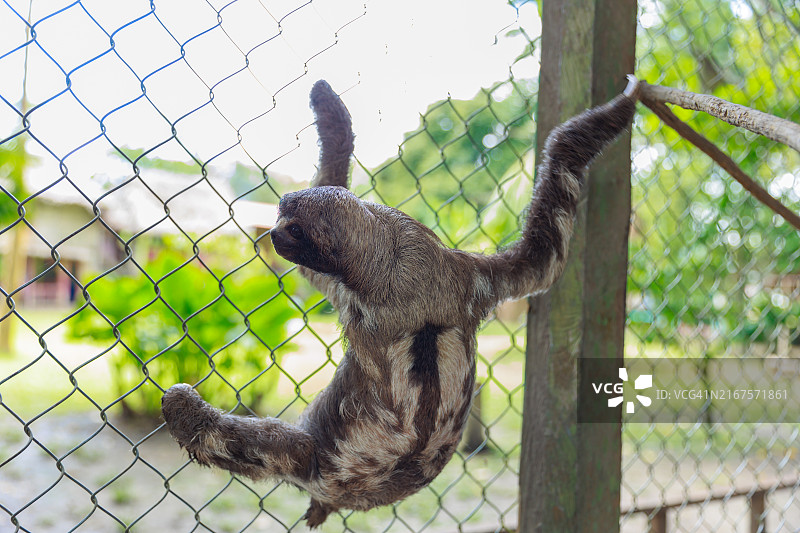 秘鲁丛林懒熊图片素材