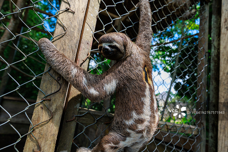 秘鲁丛林懒熊图片素材