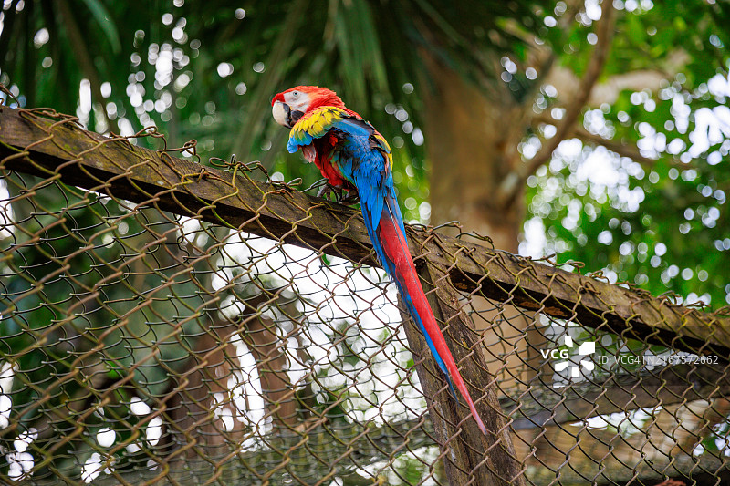 栖息在栅栏上的金刚鹦鹉图片素材