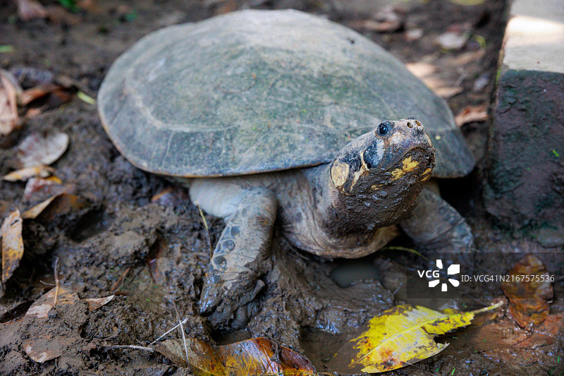 前景中的陆龟图片素材